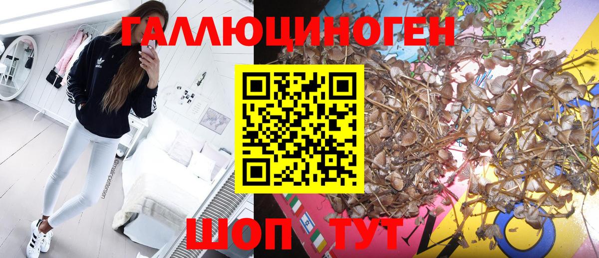 Галлюциногенные грибы GOLDEN TEACHER  Вход с VPN  Каменка 